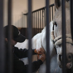 Kuva esittää valkoista hevosta karsinassa, jossa henkilö mustassa takissa ja lippalakissa hoitaa hevosta. Valo on pehmeää ja luo lämpimän tunnelman.